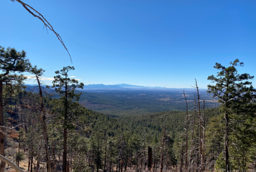 A panoramic view of a forested valley under a clear blue sky, with distant mountains on the horizon.