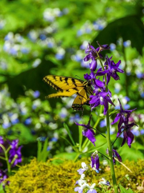 A yellow butterfly perched on purple flowers, surrounded by a lush green background and small blue blooms.