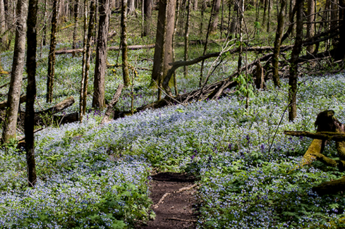 A forest scene with a path winding through a carpet of blue flowers and lush green foliage.