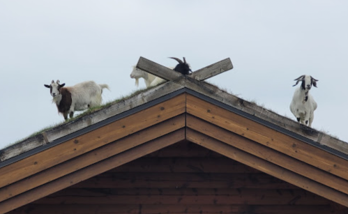 Three goats standing on the sloped roof of a wooden building, with grass growing on the roof.