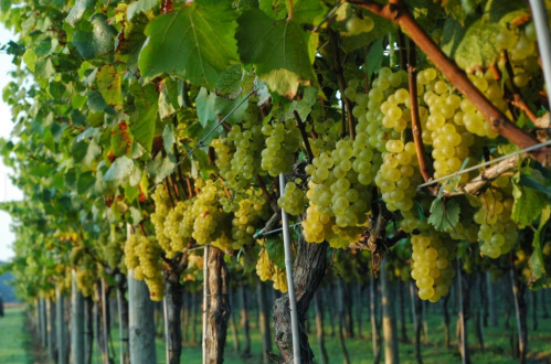 A vineyard with clusters of ripe green grapes hanging from lush green vines under soft sunlight.