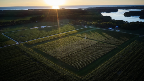 Aerial view of a lush vineyard at sunset, with a river and forest in the background.