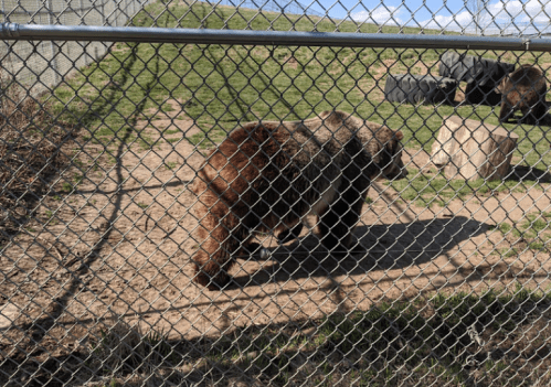 A bear walks along a dirt path inside a fenced enclosure with grass and logs in the background.