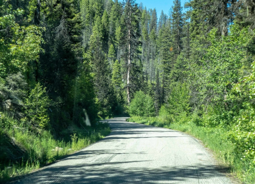 A winding gravel road surrounded by tall green trees and lush vegetation under a clear blue sky.