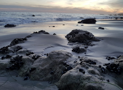 Rocky beach at sunset, with tide pools and scattered shells along the shore, reflecting soft colors in the sky.