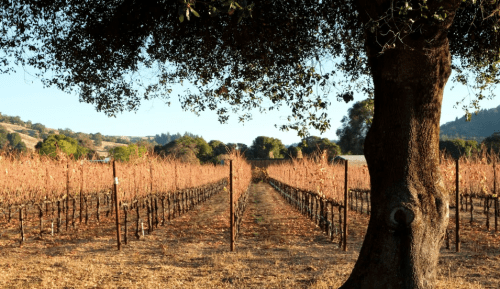 A vineyard with bare vines stretches into the distance, framed by a large tree and a clear blue sky.