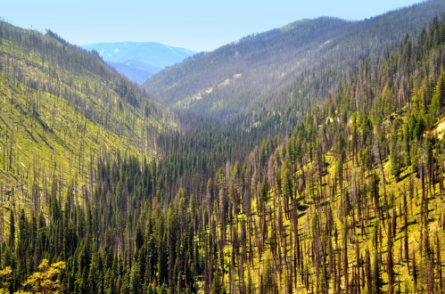 A lush green valley surrounded by mountains, featuring a mix of healthy trees and some dead, burned trunks.