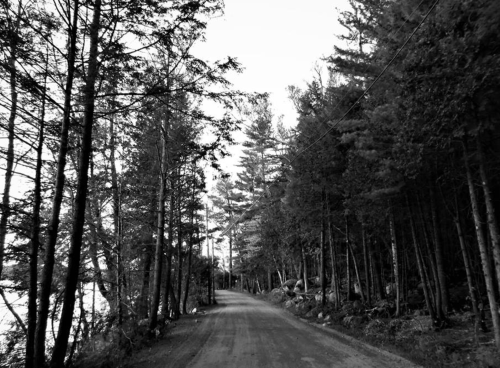 A narrow dirt road lined with tall trees, leading towards a serene body of water in black and white.