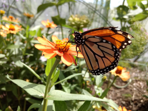 A monarch butterfly perched on an orange flower in a vibrant garden.