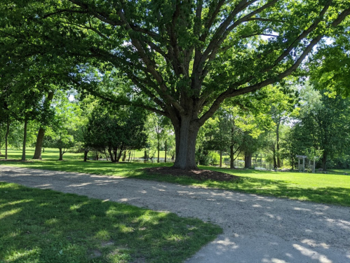 A large tree stands in a sunny park, surrounded by lush green grass and other trees along a gravel path.