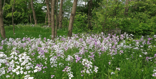 A vibrant field of purple and white flowers surrounded by lush green trees in a serene forest setting.
