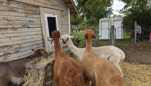 Three alpacas near a wooden barn, with a donkey and people in the background, surrounded by hay and greenery.