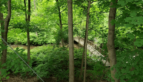 A serene forest scene with lush green trees and a wooden bridge over a small creek.