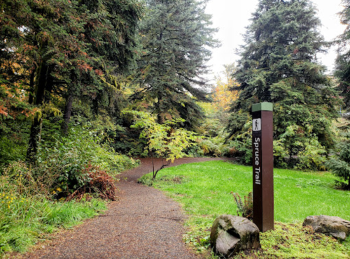 A winding path through a lush green forest, marked by a sign for Spruce Trail.
