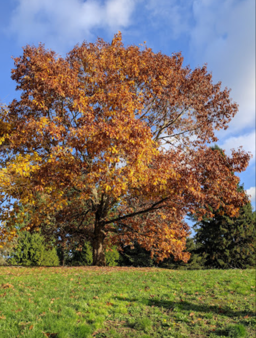 A large tree with vibrant orange and yellow leaves stands against a blue sky with scattered clouds.