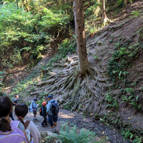 A group of hikers on a forest trail, with a large tree root system visible on the hillside.