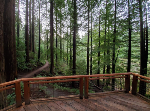 A wooden deck overlooks a lush green forest with tall trees and a winding path through the underbrush.