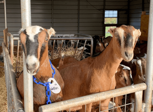 Two goats in a barn, one wearing a blue collar with a tag, standing close together in a pen.