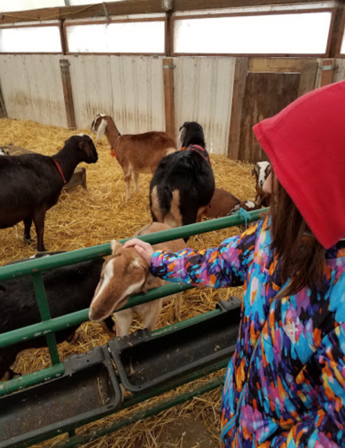 A person in a colorful jacket pets a goat in a barn filled with goats and straw.