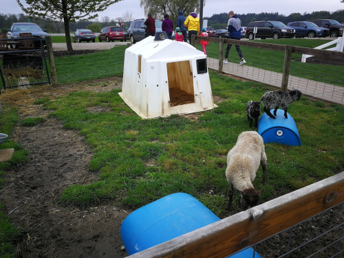 A small animal pen with a white shelter, two goats, and sheep grazing on grass, while people walk in the background.