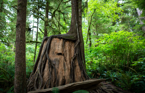 A large tree stump surrounded by lush green foliage and trees in a dense forest.