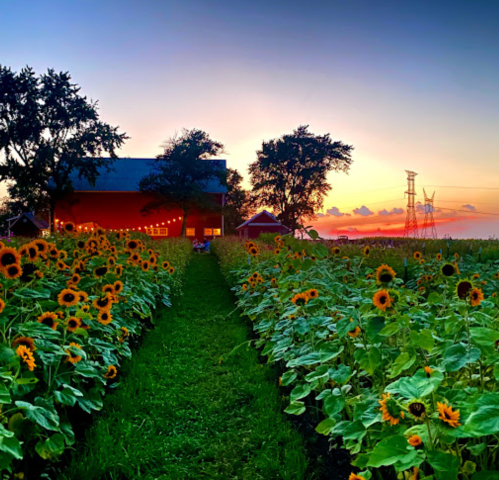 A vibrant sunflower field leads to a red barn at sunset, with trees and power lines in the background.