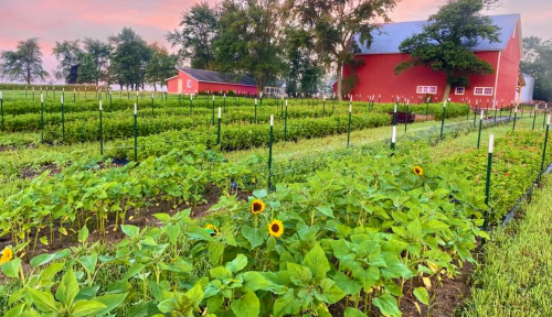 A vibrant farm scene with rows of sunflowers and green crops, featuring a red barn under a colorful sky at sunrise.