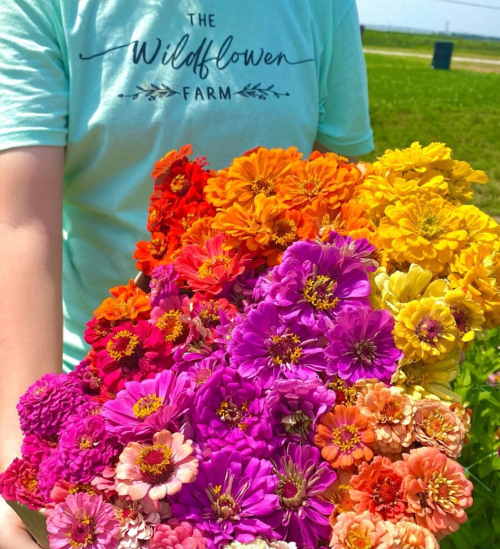 A person holds a vibrant bouquet of multicolored flowers in a sunny field, wearing a light blue shirt.