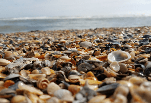 Close-up of a sandy beach covered in various seashells, with gentle waves in the background under a cloudy sky.
