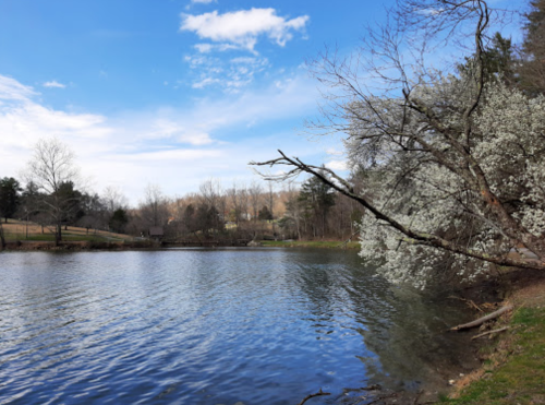 A serene lake surrounded by trees and blooming flowers under a clear blue sky.