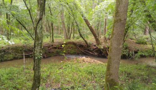 A serene forest scene featuring a small creek surrounded by lush greenery and trees.