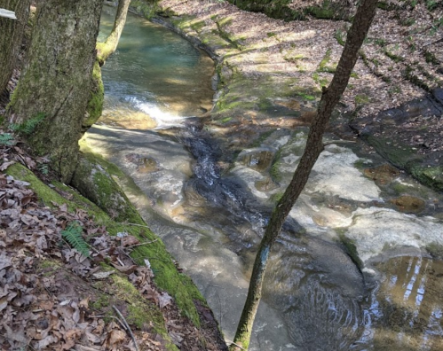 A serene stream flows through a wooded area, surrounded by moss-covered rocks and fallen leaves.