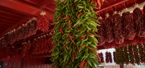 A vibrant display of red and green chili peppers hanging from the ceiling in a rustic setting.