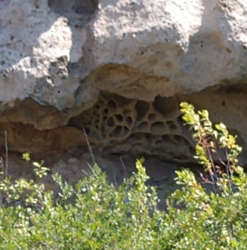Close-up of textured rock formation with honeycomb-like patterns, surrounded by green vegetation.
