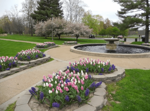 A landscaped park featuring colorful tulips and grape hyacinths surrounding a circular fountain.
