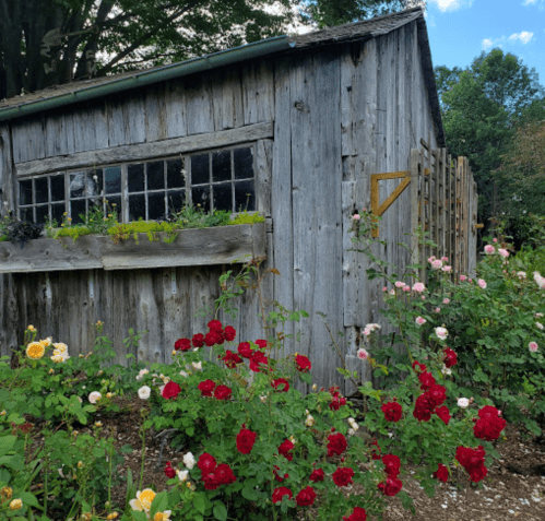 A rustic wooden shed surrounded by vibrant red and yellow roses under a clear blue sky.