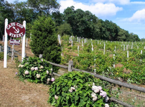Sign for Cape Cod Winery with a vineyard in the background and blooming hydrangeas in the foreground.