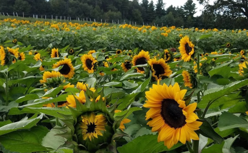 A vibrant field of sunflowers in full bloom, with bright yellow petals and green leaves under a clear sky.