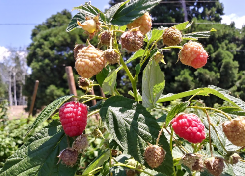 A close-up of raspberry plants with ripe red and unripe yellow berries against a green background.