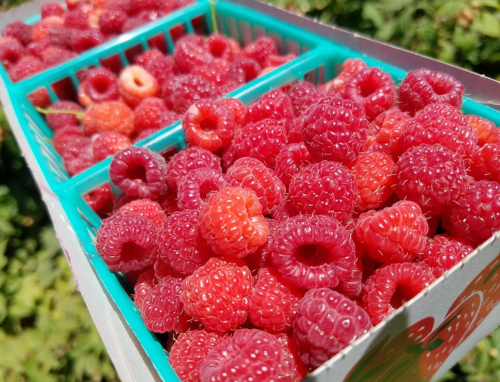 Close-up of fresh, vibrant red raspberries in teal baskets, surrounded by green foliage.