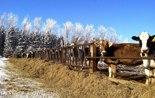 Cows standing by a fence in a snowy landscape with trees in the background under a clear blue sky.
