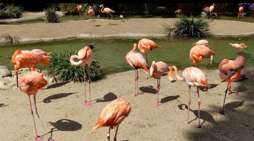 A group of flamingos standing and wading in shallow water, surrounded by greenery and sandy areas.