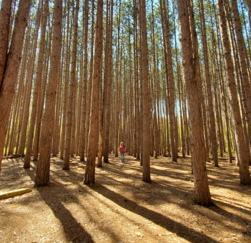A person walks through a tall pine forest, surrounded by straight trees and dappled sunlight on the ground.