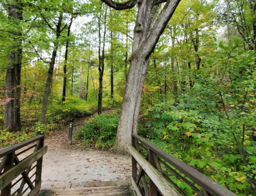 A wooden bridge leads into a lush, green forest with trees and colorful foliage in autumn.
