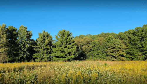 A vibrant field of wildflowers with tall grasses, bordered by lush green trees under a clear blue sky.