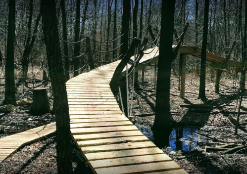 A winding wooden bridge connects trees in a forest, with a small pond visible nearby.