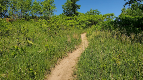 A winding dirt path leads through lush green grass and trees under a clear blue sky.