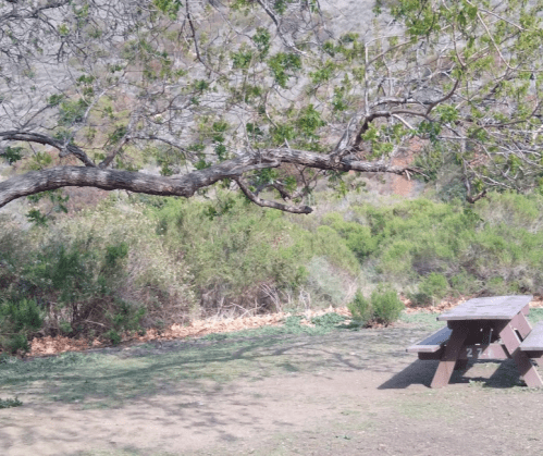 A picnic table under a sprawling tree, surrounded by greenery and a hilly landscape in the background.