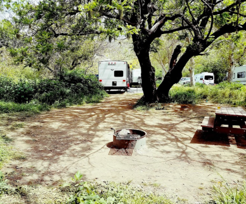 A campsite with a picnic table, fire pit, and a large tree, surrounded by greenery and RVs in the background.