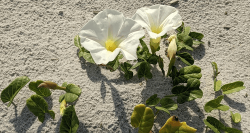 Two white flowers with yellow centers surrounded by green leaves on a textured surface.